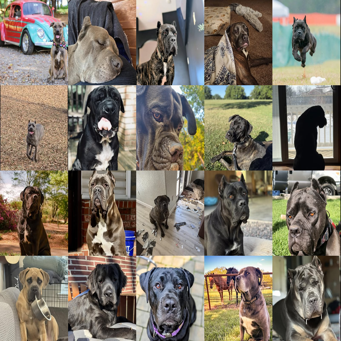 Meet Our Dogs of the Month — March