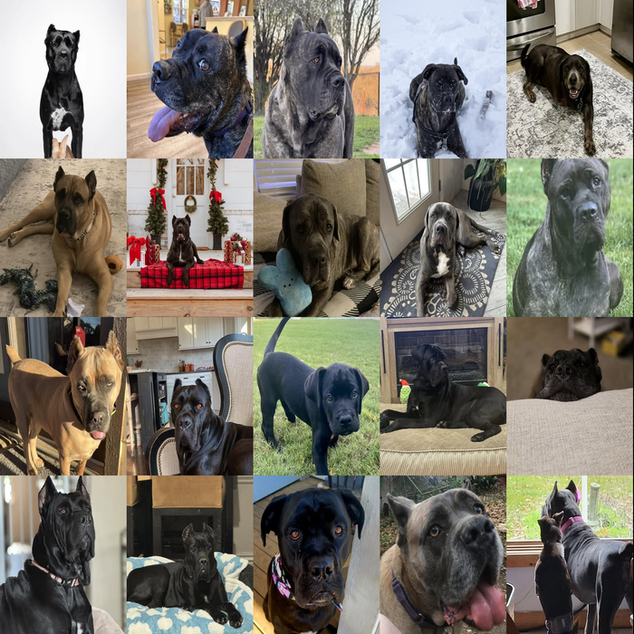 Meet Our Dogs of the Month — April