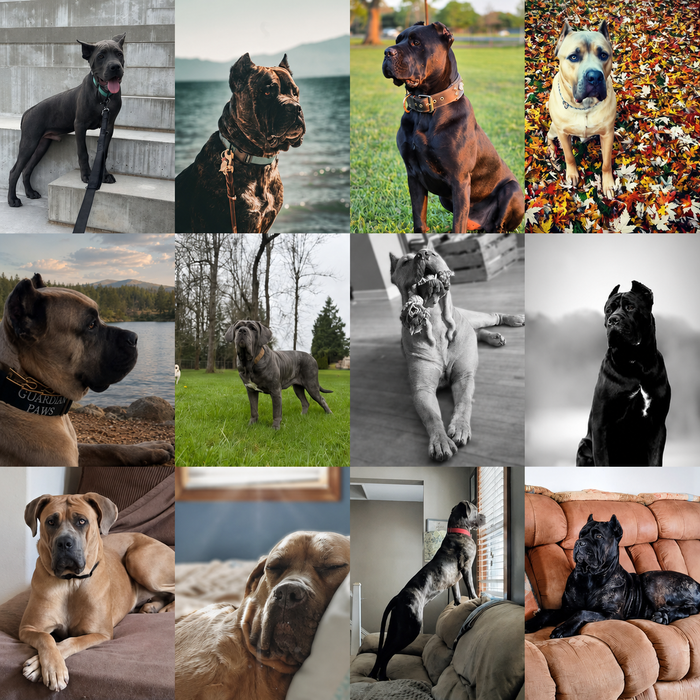 Meet Our Dogs of the Month — August 2026