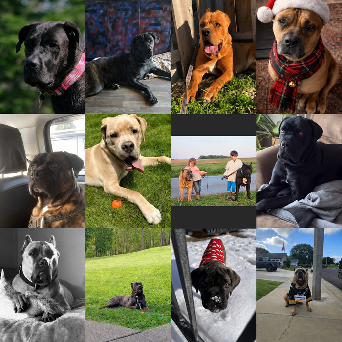 Meet Our Dogs of the Month — June