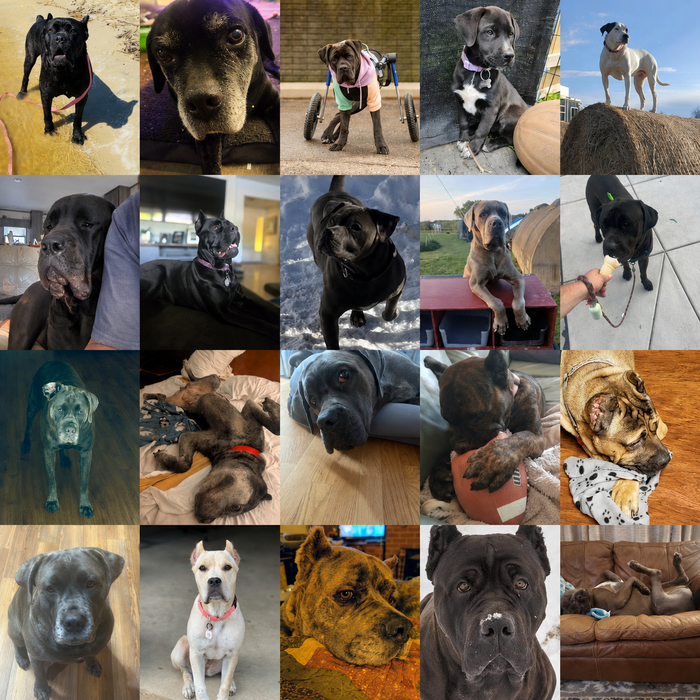 Meet Our Dogs of the Month — May