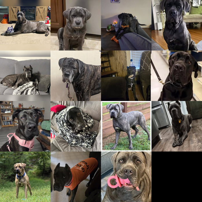 Meet Our Dogs of the Month — November 2026