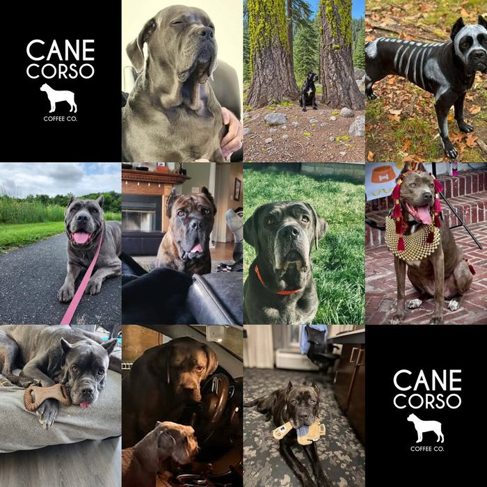 Meet Our Dogs of the Month — October 2026