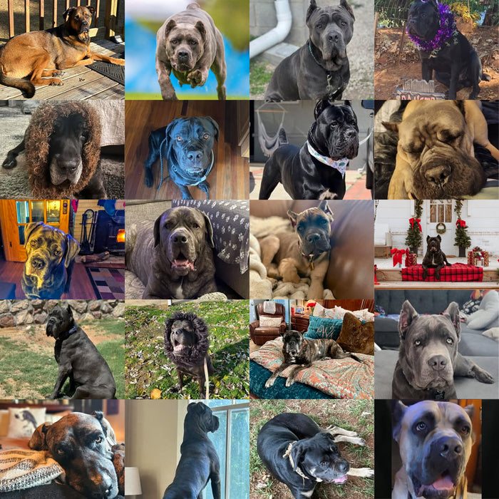 Meet Our Dogs of the Month — October