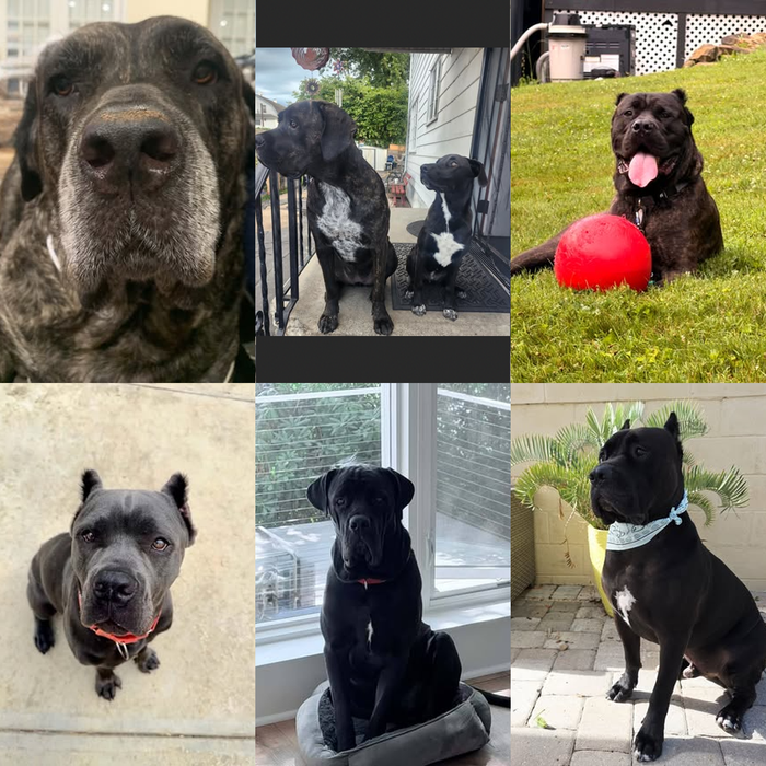 Meet Our Dogs of the Month — September 2026