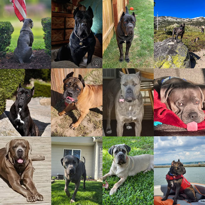 Meet Our Dogs of the Month — July