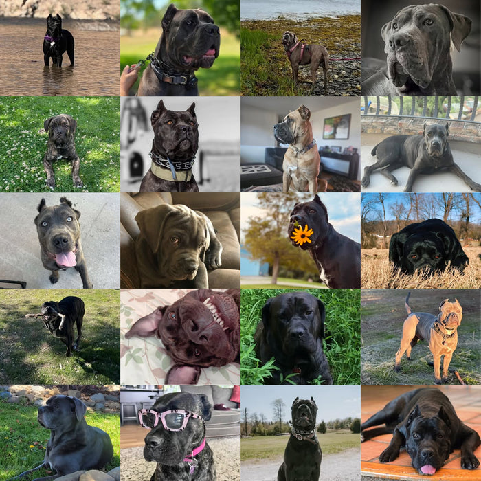 Meet Our Dogs of the Month — September