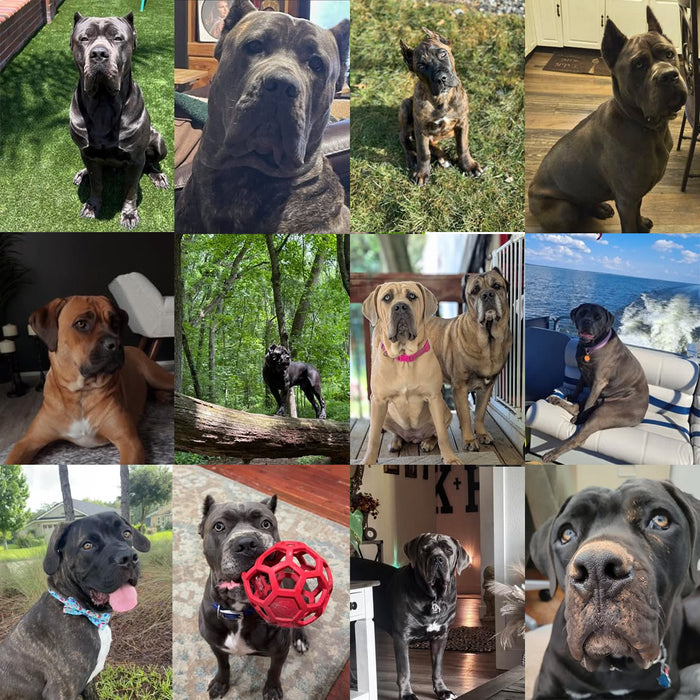 Meet Our Dogs of the Month — August