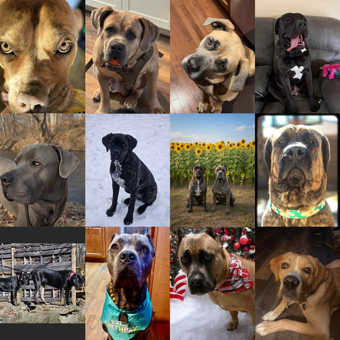 Meet Our Dogs of the Month — January/February